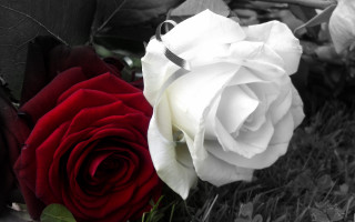 Black white roses colorful bouquet - two rose free wallpaper