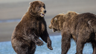 Brown bears playing beach water - institutional free wallpaper
