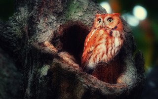 Small owl tree hollow night - a small owl free wallpaper for desktop