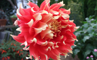 Large red flower garden background - a garden area free wallpaper