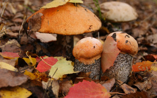 Mushrooms leaves forest autumn ecological - boetius adamsz bolswert free wallpaper