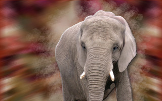 Large elephant red white background - blender and photoshop free wallpaper