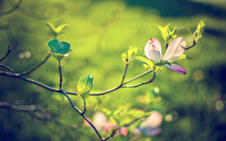 Flower blooming branch nature bokeh - a flower free wallpaper for desktop