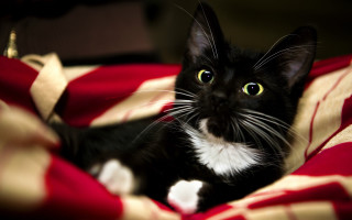 Black white cat red blanket - blanket free wallpaper