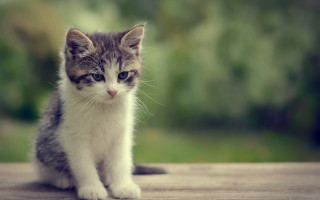 Small kitten outdoor sad carlos - outside free wallpaper for desktop