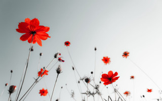 Red flowers air sunny blue - the air together free wallpaper