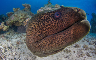Fish coral reef blue background - a coral reef free wallpaper