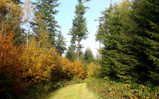 Dirt road autumn leaves blue - vancouver school free wallpaper
