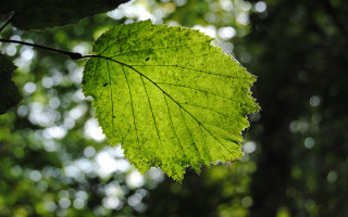 Green leaf tree branch bokeh - a blurry background of trees free wallpaper for desktop