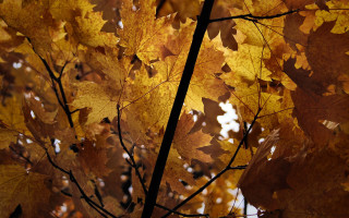 Fall tree yellow leaves sunset - a tree free wallpaper