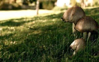 Mushrooms grass tree house ecological - ecological art free wallpaper