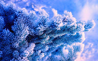Blue plant snow autumn frost - a.b. frost free wallpaper