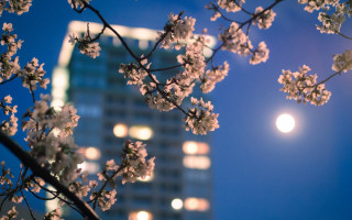 Full moon cherry blossoms night - the foreground and a building in the background free wallpaper