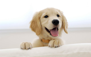 Dog smiling couch cute realistic - a white couch free wallpaper