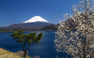 White flowered tree lake mountain 2 - mountain in the background free wallpaper