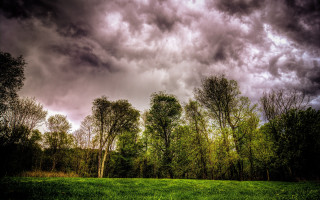 Stormy forest cherry blossoms sunset - grass and trees free wallpaper