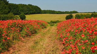 Red flower field dirt path - a dirt path free wallpaper