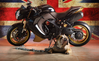 Dog motorcycle british flag sitting - bertram brooker free wallpaper for desktop