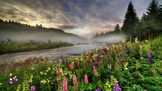 River forest flower sunset nature - flora macdonald reid free wallpaper