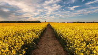 Dirt path yellow flowers cloudy - wide angle len free wallpaper for desktop