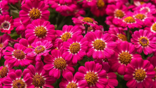 Pink flower field macro closeup - pink flower free wallpaper