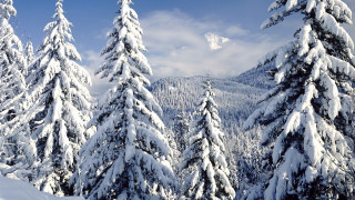 Snowy mountain trees blue sky 18 - a few snow covered trees free wallpaper