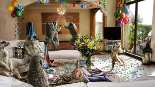 Cats couch livingroom balloons furry - a group of cats free wallpaper