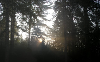 Forest bench sunshine night starry - anamorphic free wallpaper for desktop