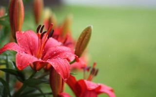 Pink hibiscus water droplets bokeh - anne rigney free wallpaper for desktop