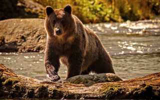 Brown bear standing log river - a brown bear free wallpaper for desktop