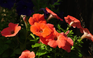 Flower vase table fence summer - a vase free wallpaper