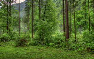 Forest green trees grass nature - free forest wallpaper for desktop
