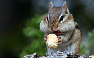 Chippy eating nut forest shiba - the background and a blurry background free wallpaper