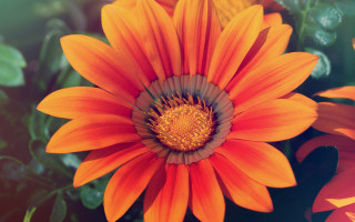 Bright orange flower green yellow - a green center free wallpaper for desktop