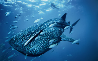 Whale fish jigsaw rayonism award - fish free wallpaper