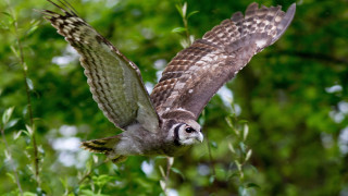 Bird flying forest leaves bokeh - forest free wallpaper