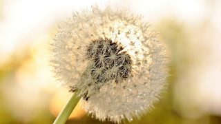 Dandelion blurry background macro bokeh - a dandelion free wallpaper