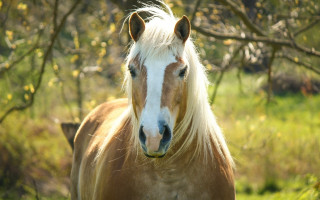 Blonde horse field trees blurry - a field of grass and trees free wallpaper for desktop