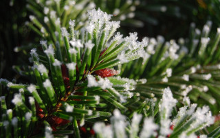 Pine snow christmas bokeh deer - needle free wallpaper