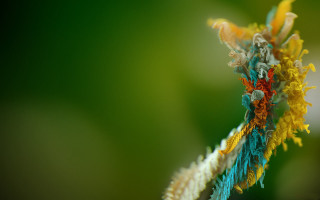 Colorful flower macro art fire - a colorful flower free wallpaper