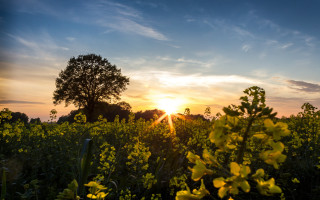 Sunset tree field clouds ocean - a tree and a sunset in the background free wallpaper