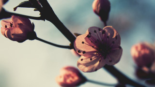 Flower closeup branch sky macro - a sky background in the background free wallpaper