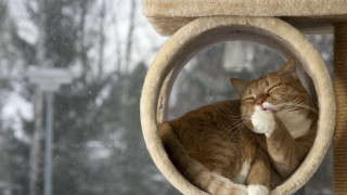 Cat snowy window blurry glamor - glamor pose free wallpaper