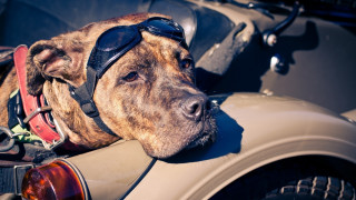 Dog sunglasses hat car lay - sunglass and a hat free wallpaper