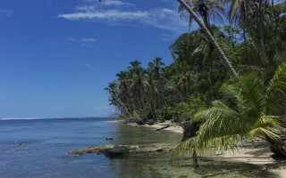 Beach palm trees clear water 6 - clear water free wallpaper for desktop