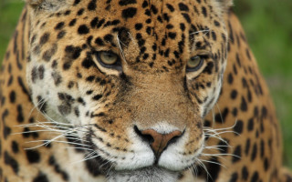 Leopard closeup naturalism sharp focus - a close up of a leopards face free wallpaper