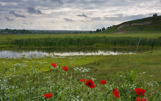 Red flower pond cloudy sky - grassy free wallpaper for desktop
