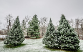 Snowy forest fence bench bush - snow and ice free wallpaper