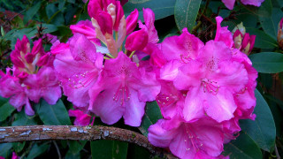 Pink flowers rain water droplets 2 - boetius adamsz bolswert free wallpaper