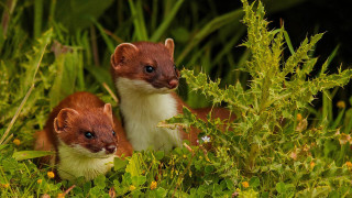 Small brown white animals field - yellow flower free wallpaper